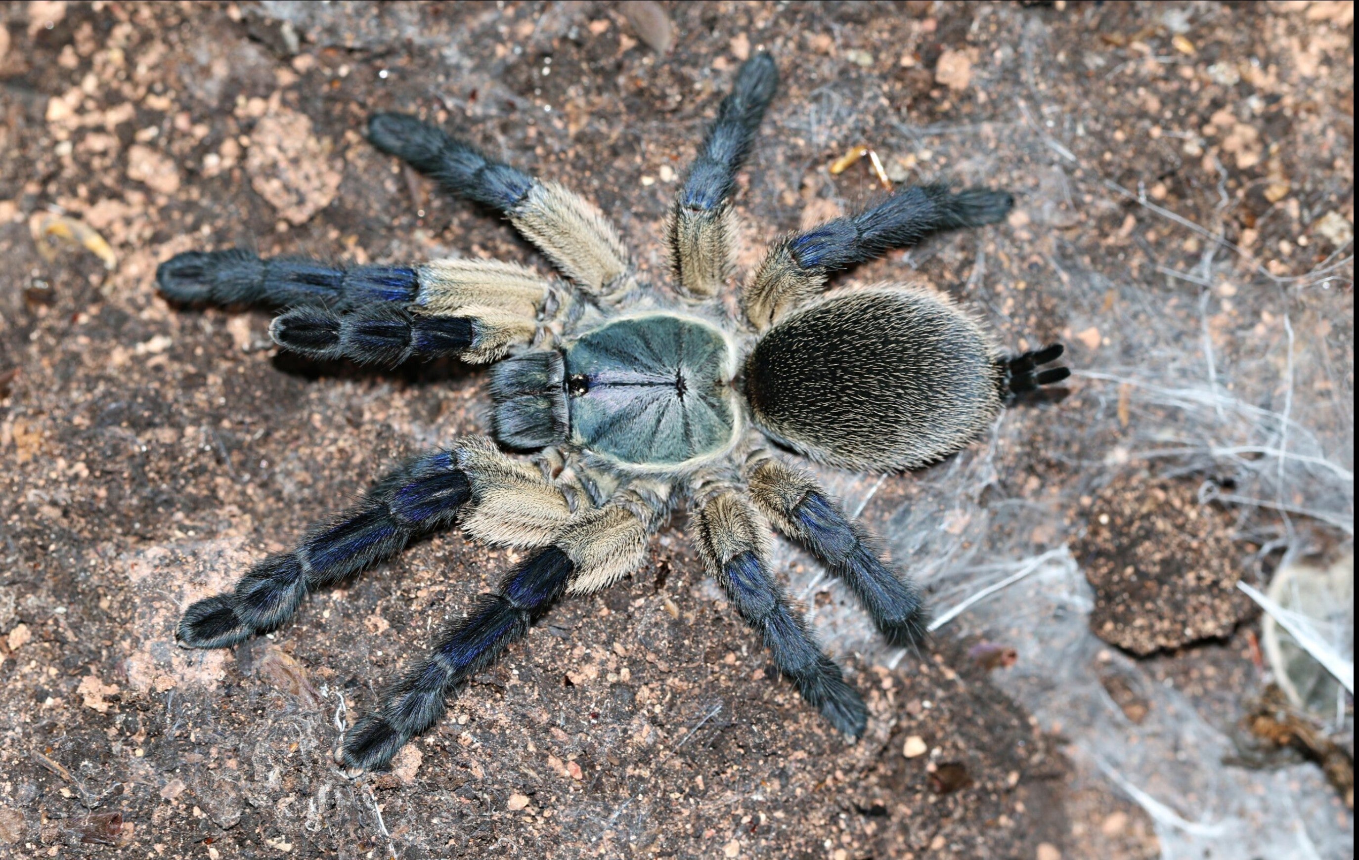 Monocentropus balfouri - Socotra Island Blue Tarantula for Sale | Live Arrival Guarantee