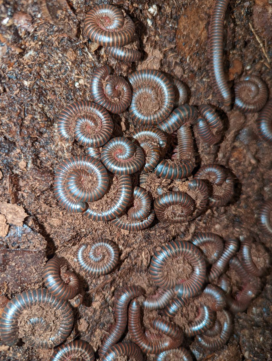 Narceus americanus – American Pinkfoot Millipede | Hardy Native Species | Live Arrival Guarantee