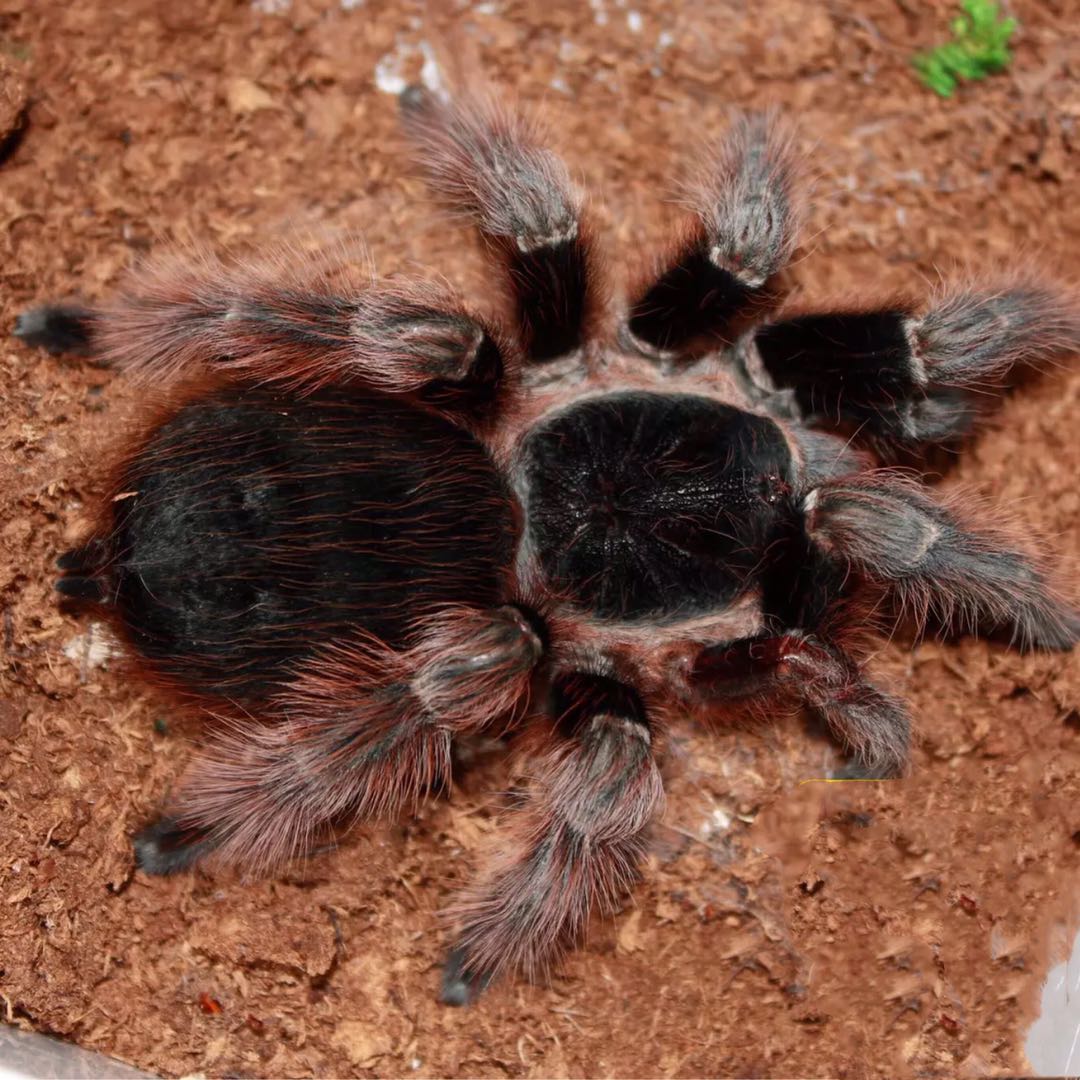 Nhandu carapoensis – Brazilian Red Tarantula | Stunning Display Species | Live Arrival Guarantee