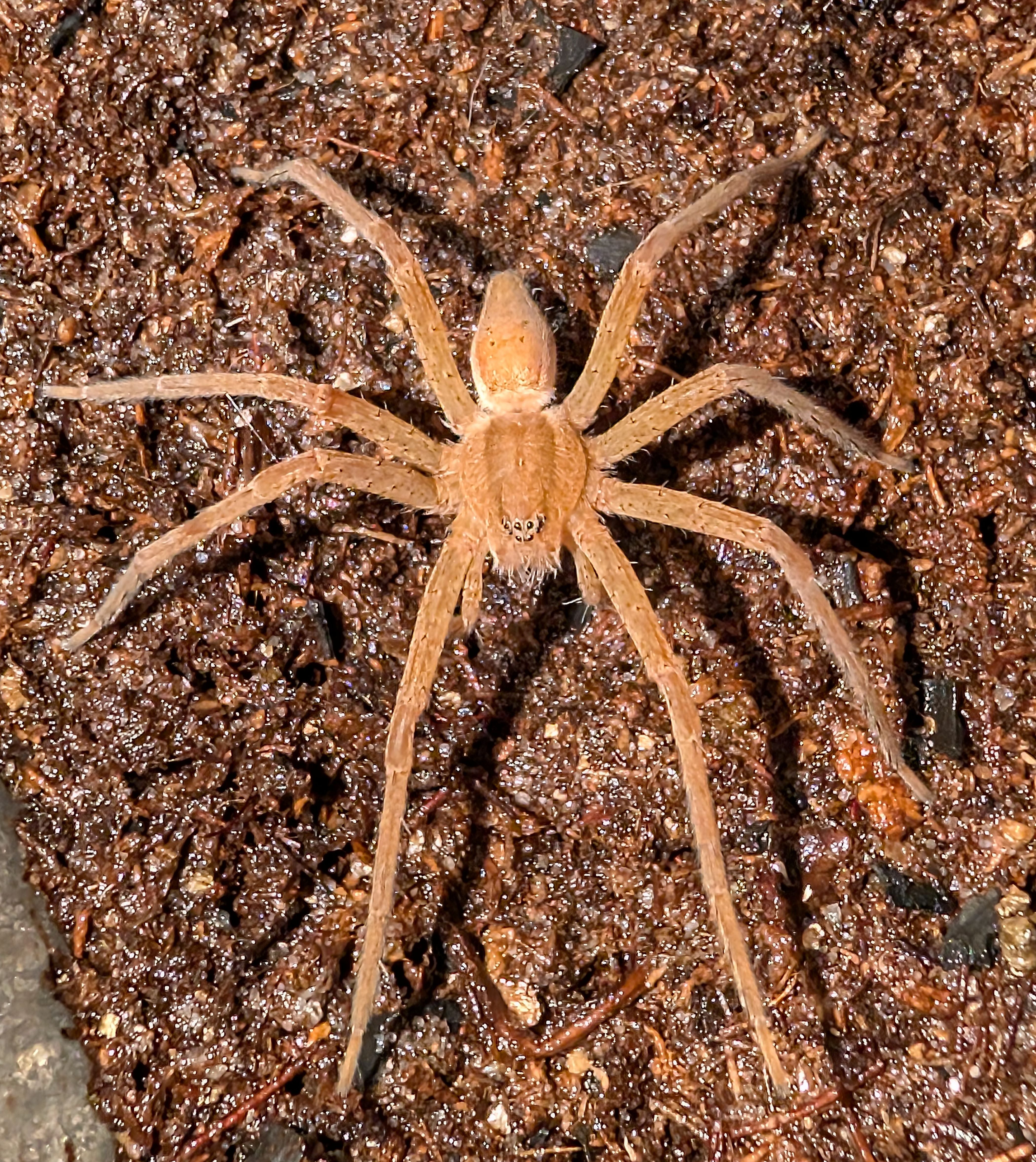 Nilus sp. Cameroon – Cameroon Fish Eating Spider | Rare Aquatic Hunter | Live Arrival Guarantee