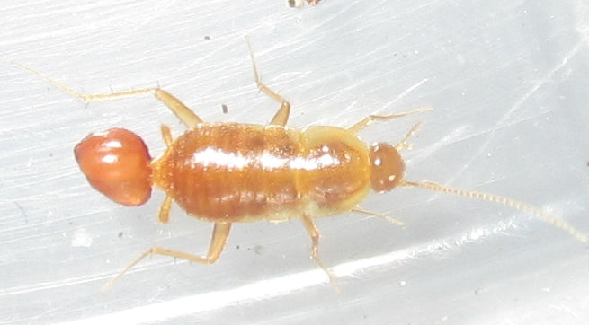 Nocticola vagus – Wandering Night Dweller Micro Roach | Smallest Roach Species | Live Arrival Guarantee