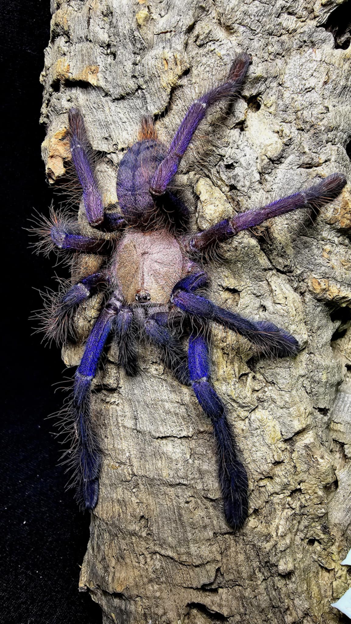 Omothymus violaceopes – Singapore Blue Tarantula | Stunning Blue Species | Live Arrival Guarantee
