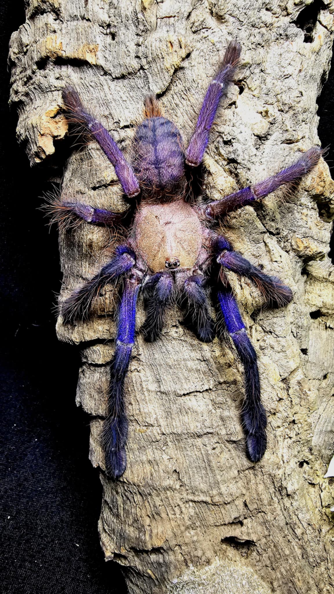 Omothymus violaceopes – Singapore Blue Tarantula | Stunning Blue Species | Live Arrival Guarantee
