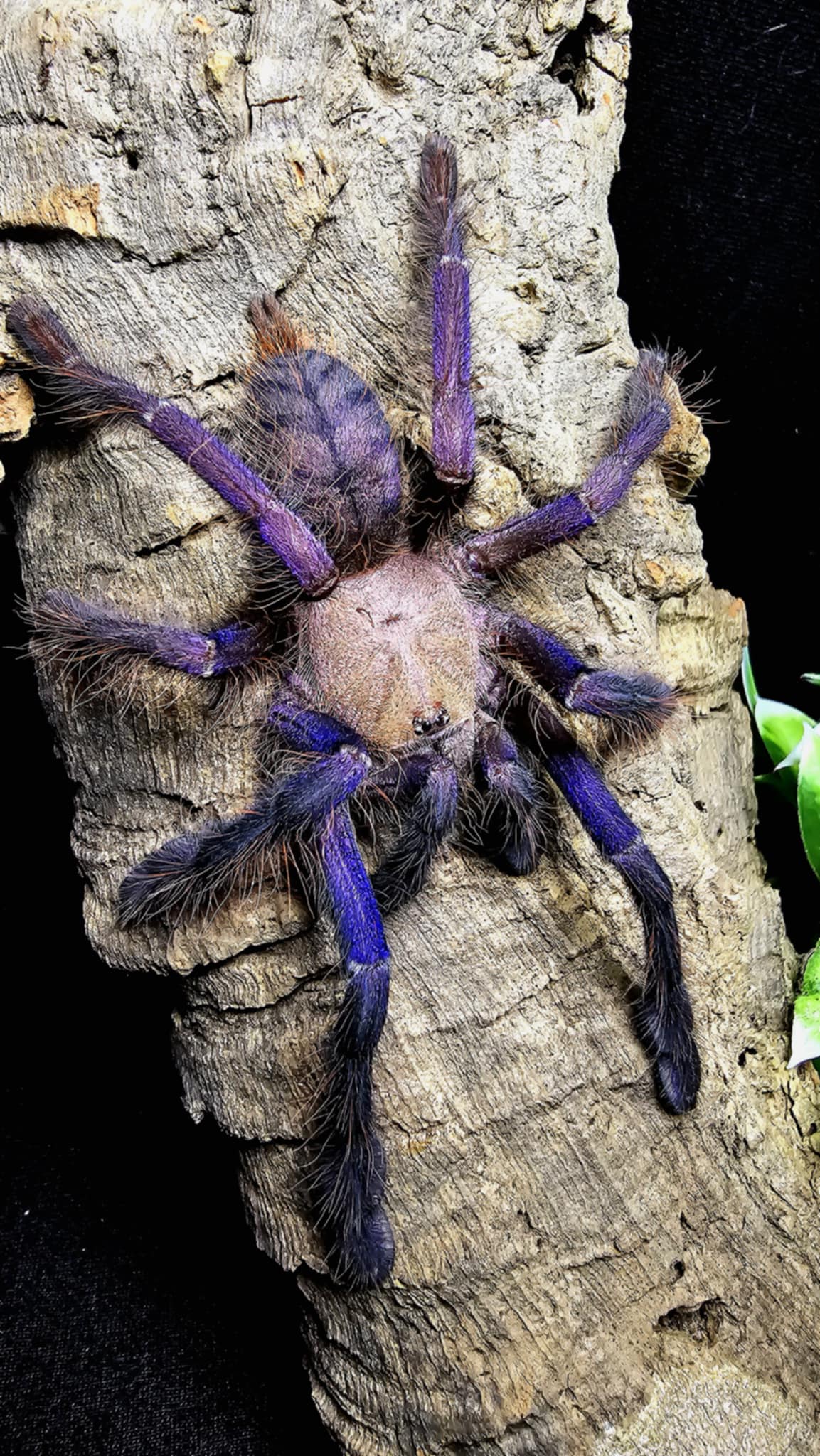 Omothymus violaceopes Singapore Blue Tarantula for Sale | Rare