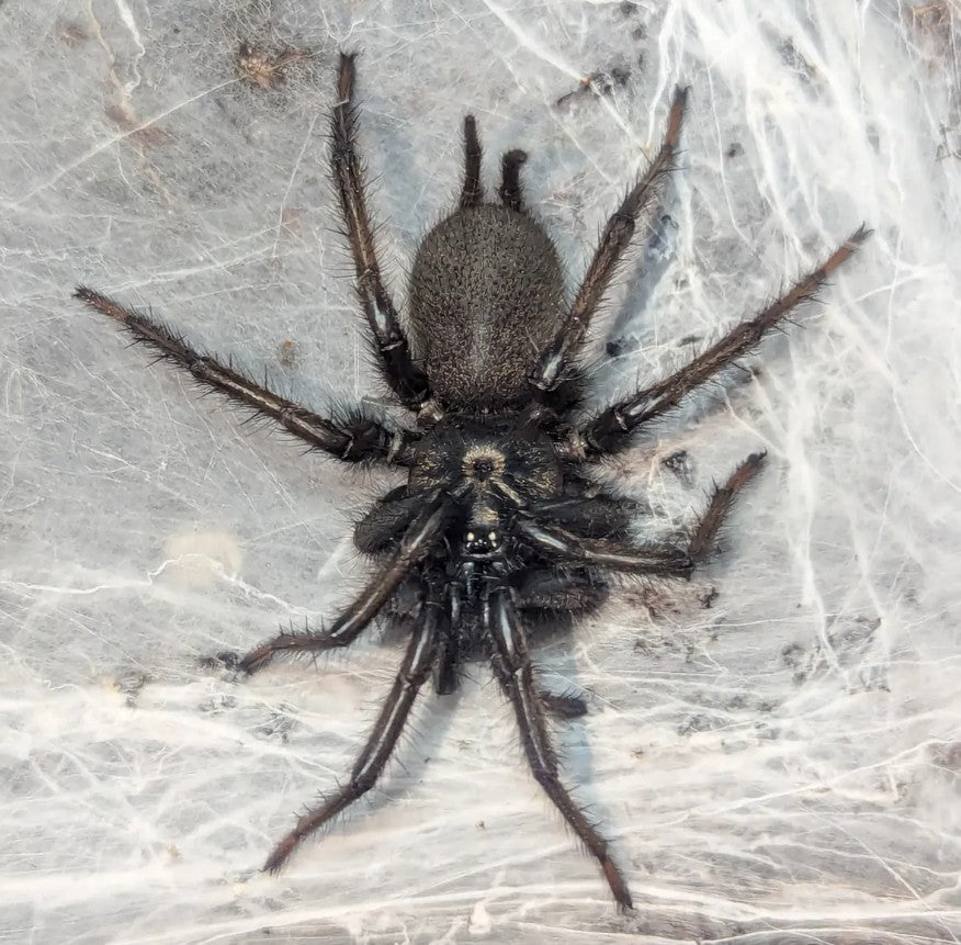 Orientothele yani – Yunnan Funnel Web Spider | Rare Mygalomorph Species | Live Arrival Guarantee