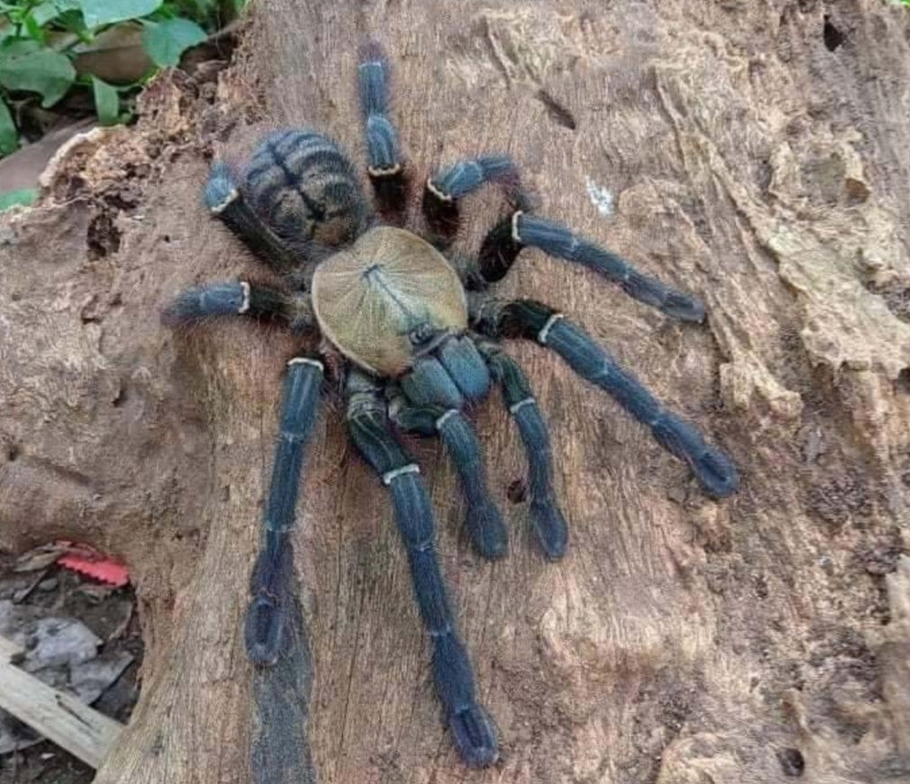 Ornithoctoninae sp Haribon – Philippine Eagle Tarantula | Rare Philippine Jewel | Live Arrival Guarantee