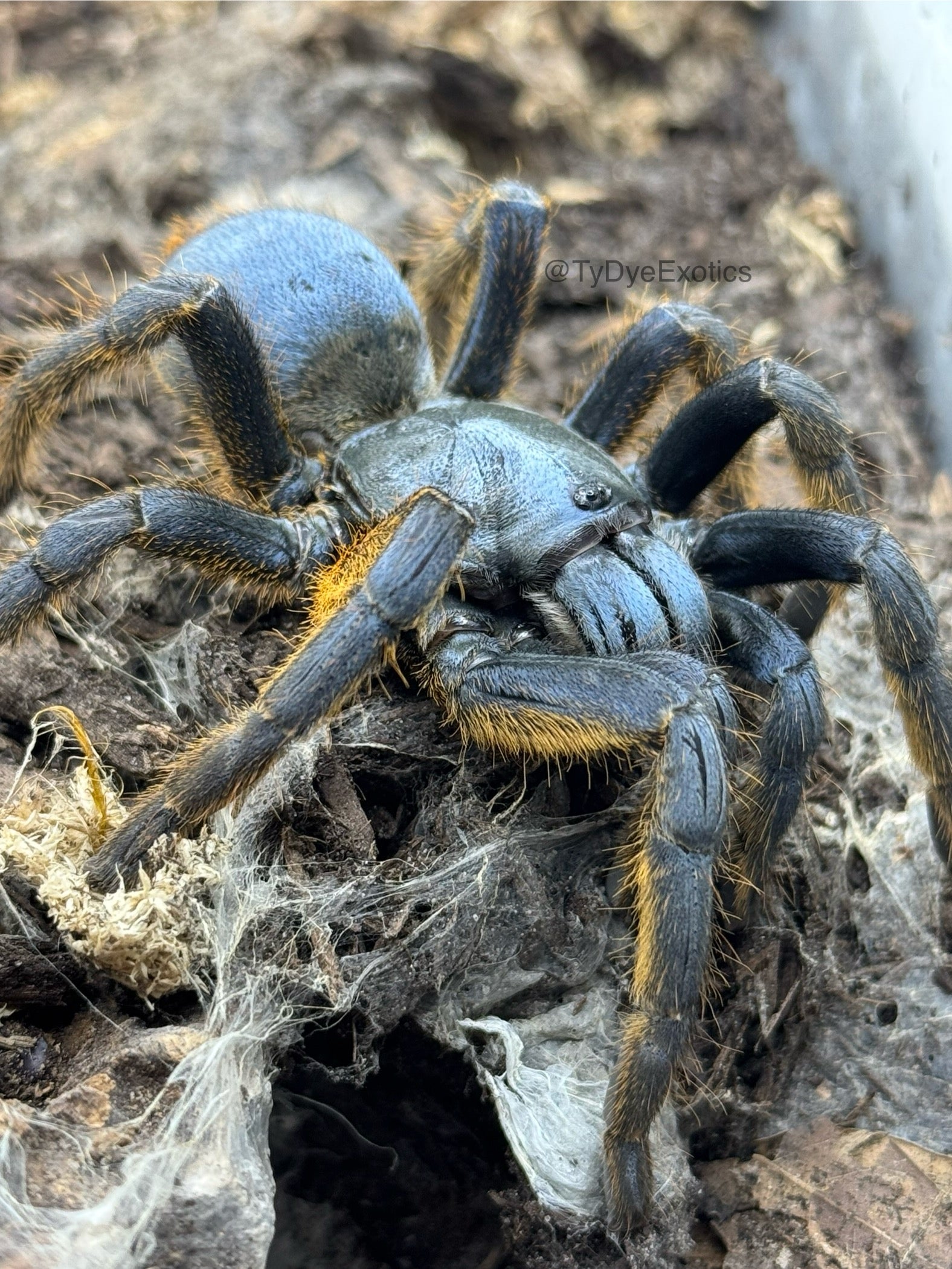 Ornithoctoninae sp. "Vietnam Silver" – Vietnam Silver Earth Tiger Tarantula | Rare Metallic Species | Live Arrival Guarantee