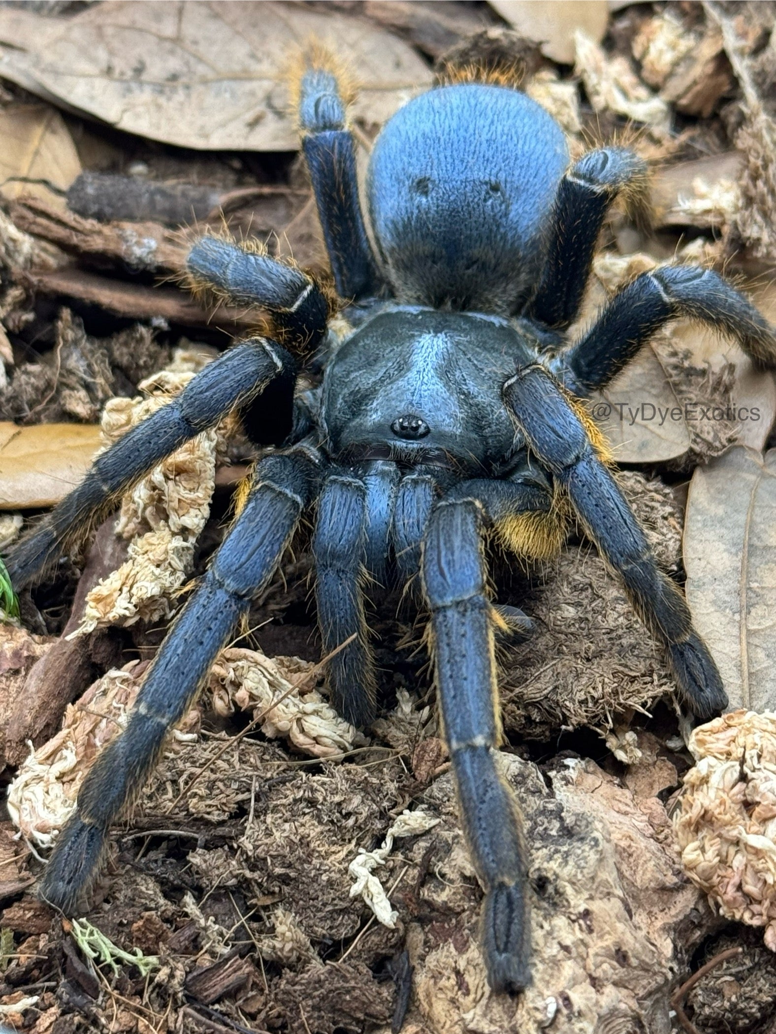 Ornithoctoninae sp. "Vietnam Silver" – Vietnam Silver Earth Tiger Tarantula | Rare Metallic Species | Live Arrival Guarantee