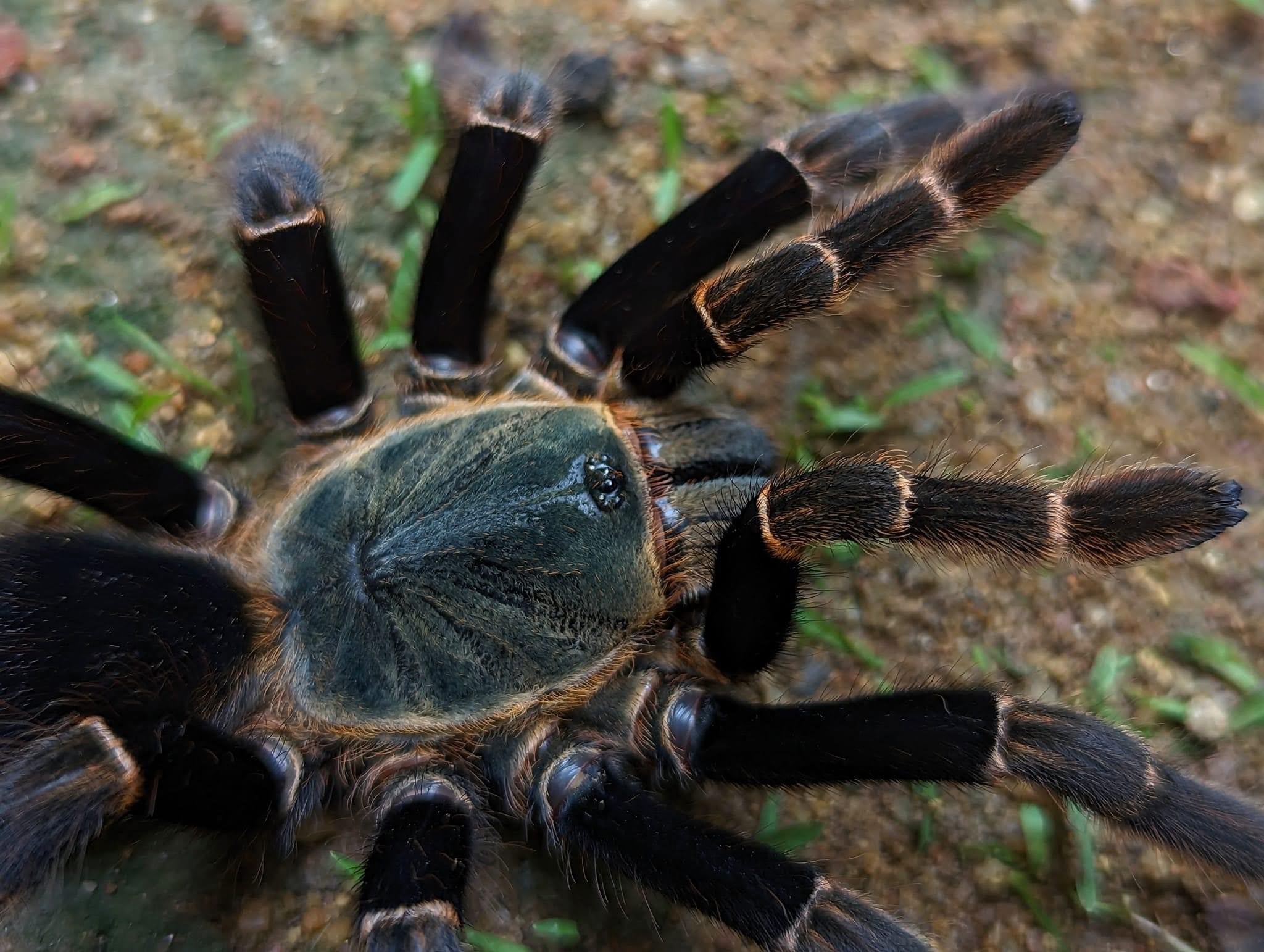 Ornithoctoninae sp. "Viridis" – Golden Jade Earth Tiger Tarantula | Rare Green Species | Live Arrival Guarantee