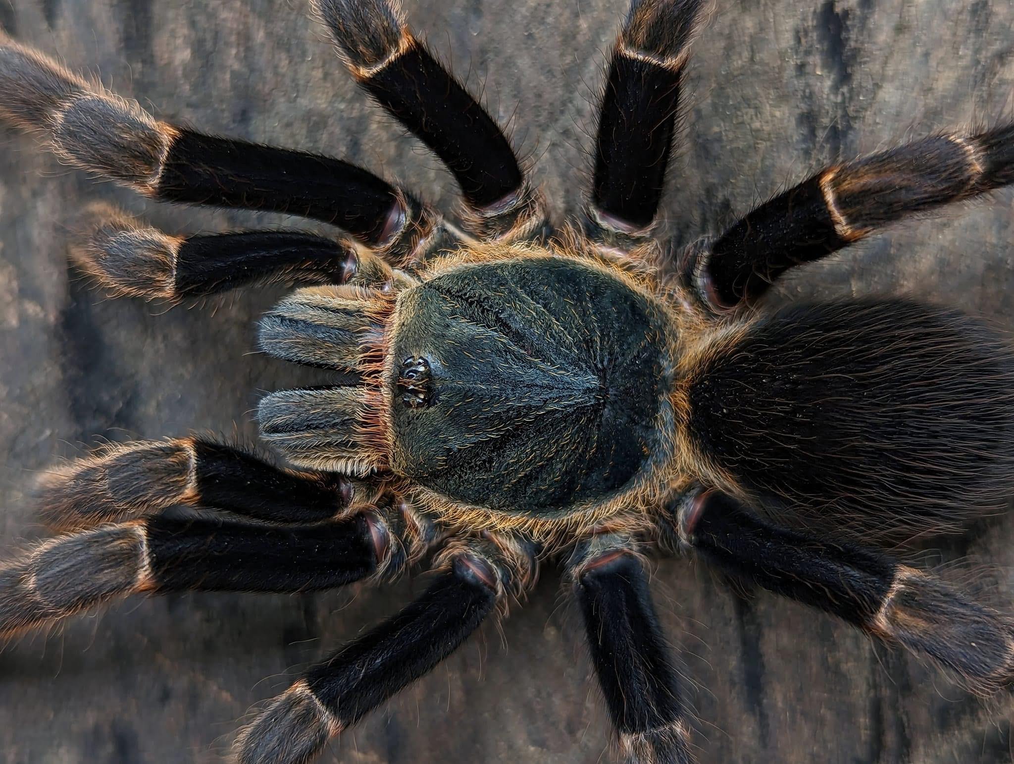 Ornithoctoninae sp. "Viridis" – Golden Jade Earth Tiger Tarantula | Rare Green Species | Live Arrival Guarantee