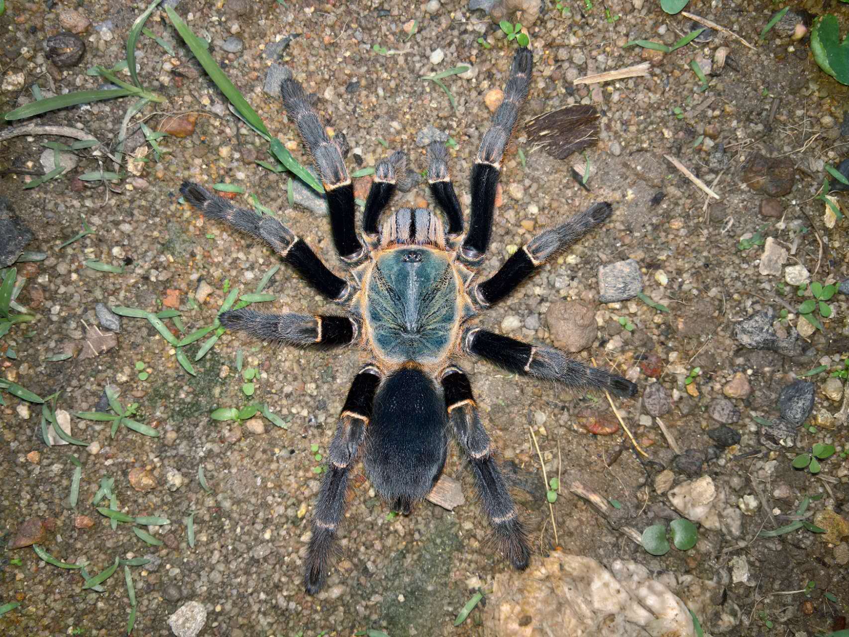 Ornithoctoninae sp. "Viridis" – Golden Jade Earth Tiger Tarantula | Rare Green Species | Live Arrival Guarantee