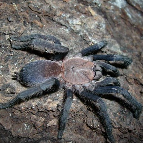 Orphnaecus sp. "Merinduque Purple" – Merinduque Purple Tarantula | Rare Philippine Species | Live Arrival Guarantee
