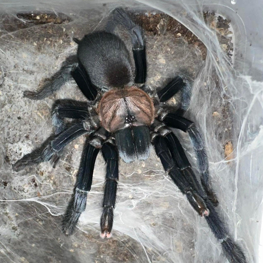 Orphnaecus sp. "Negros" – Negros Island Earth Tiger Tarantula | Rare Philippine Species | Live Arrival Guarantee