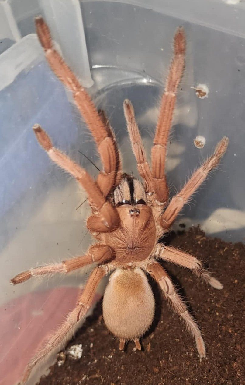 Selenobrachys philippinus – Philippine Tangerine Tarantula | Stunning Asian Species | Live Arrival Guarantee