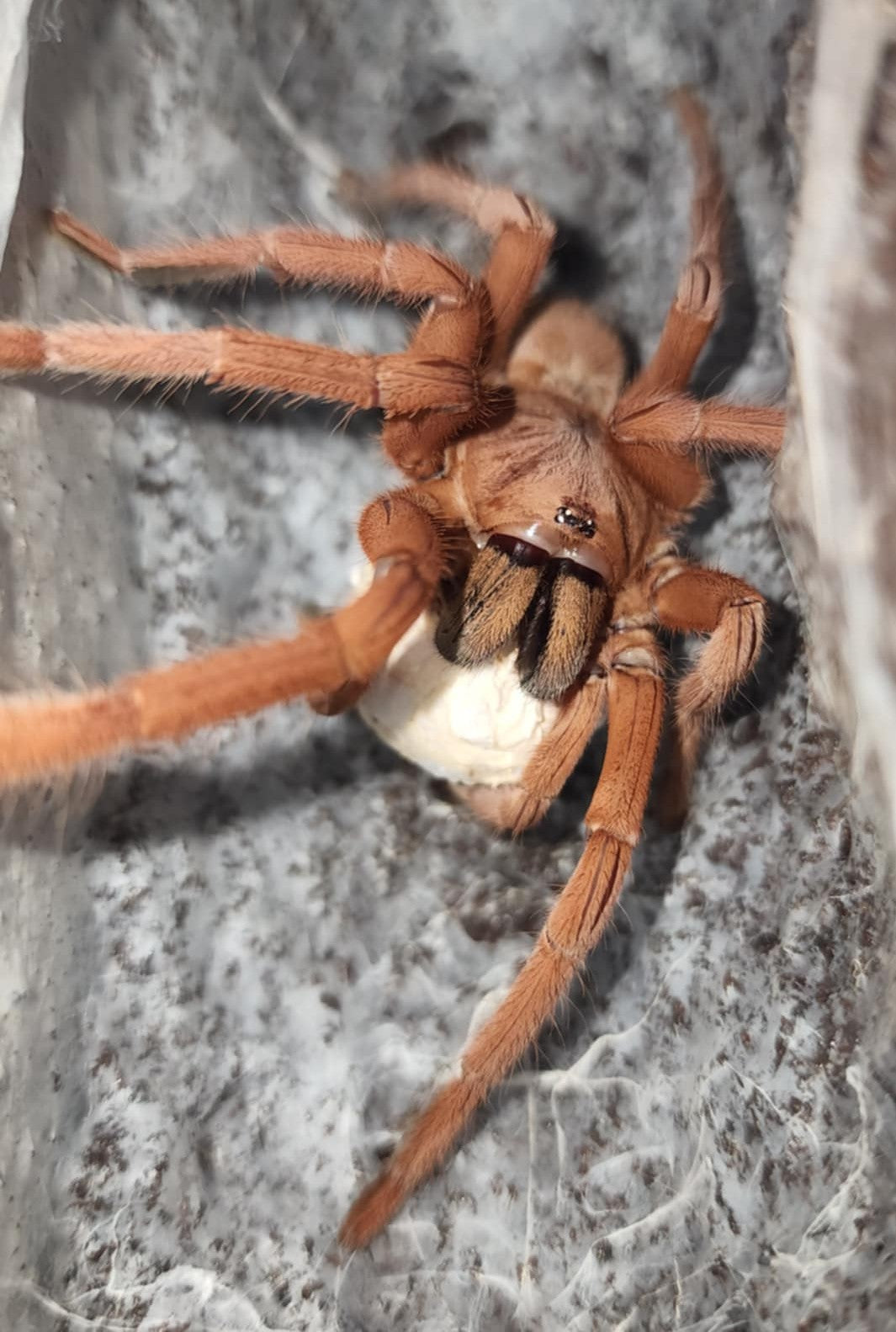 Selenobrachys philippinus – Philippine Tangerine Tarantula | Stunning Asian Species | Live Arrival Guarantee