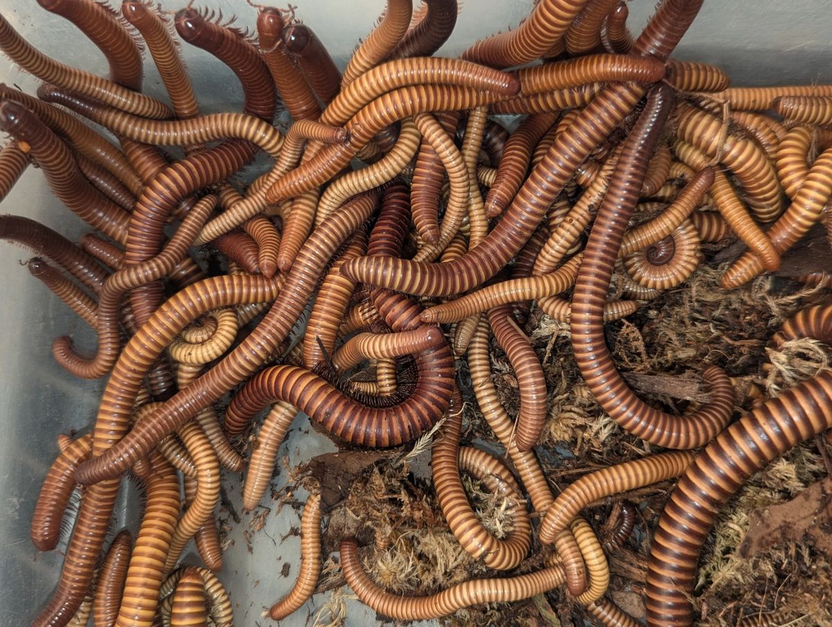 Orthoporus ornatus – Texas Gold Millipede | Stunning Native Desert Millipede | Live Arrival Guarantee