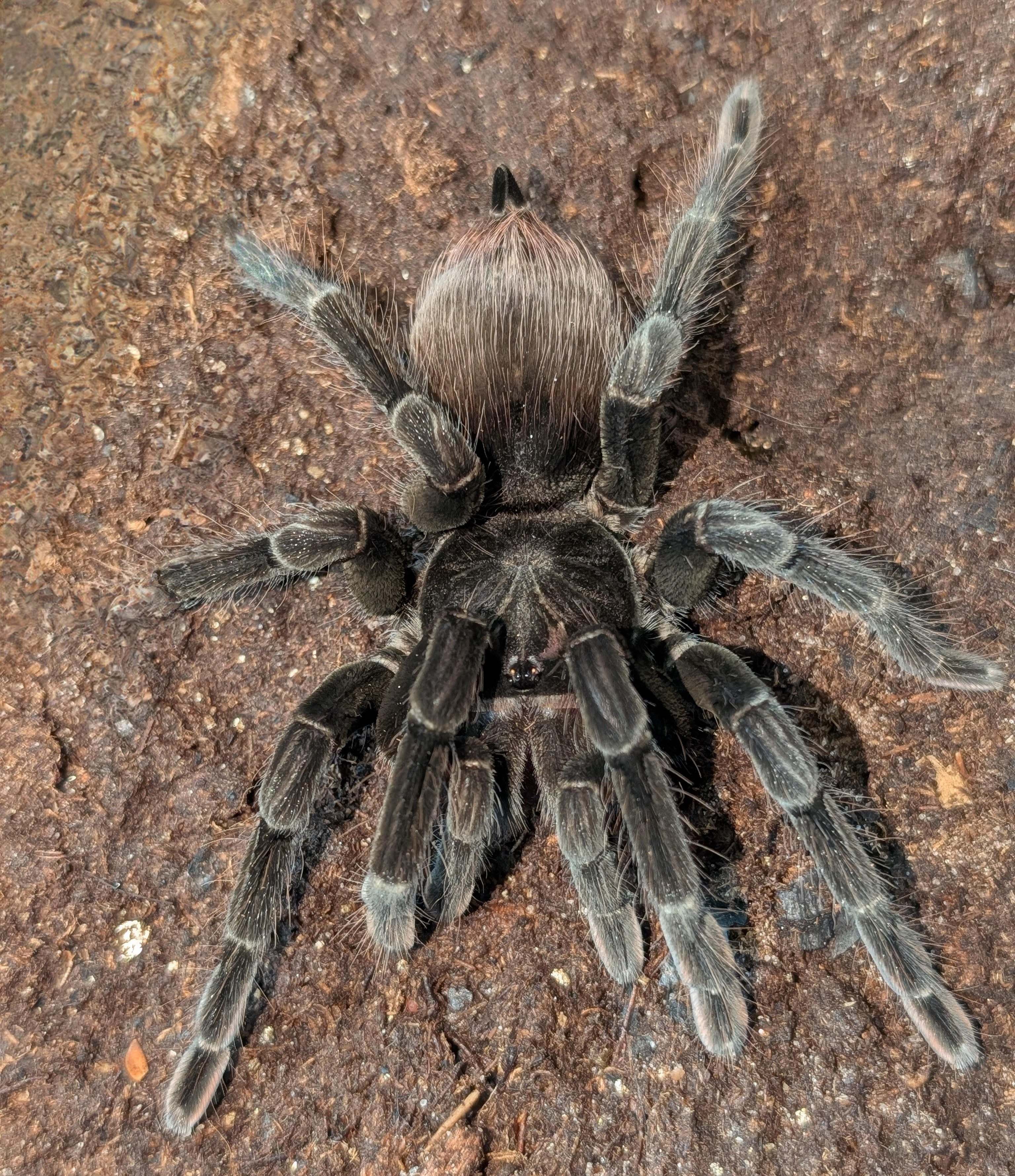 Pamphobeteus esmeraldus – Esmeraldus Birdeater | Massive New World Species | Live Arrival Guarantee