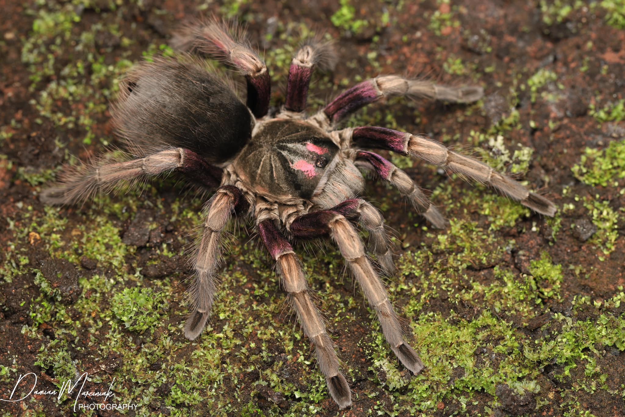 Pamphobeteus ultramarinus – Rainbow Birdeater Tarantula | Stunning Multi-Colored Species | Live Arrival Guarantee