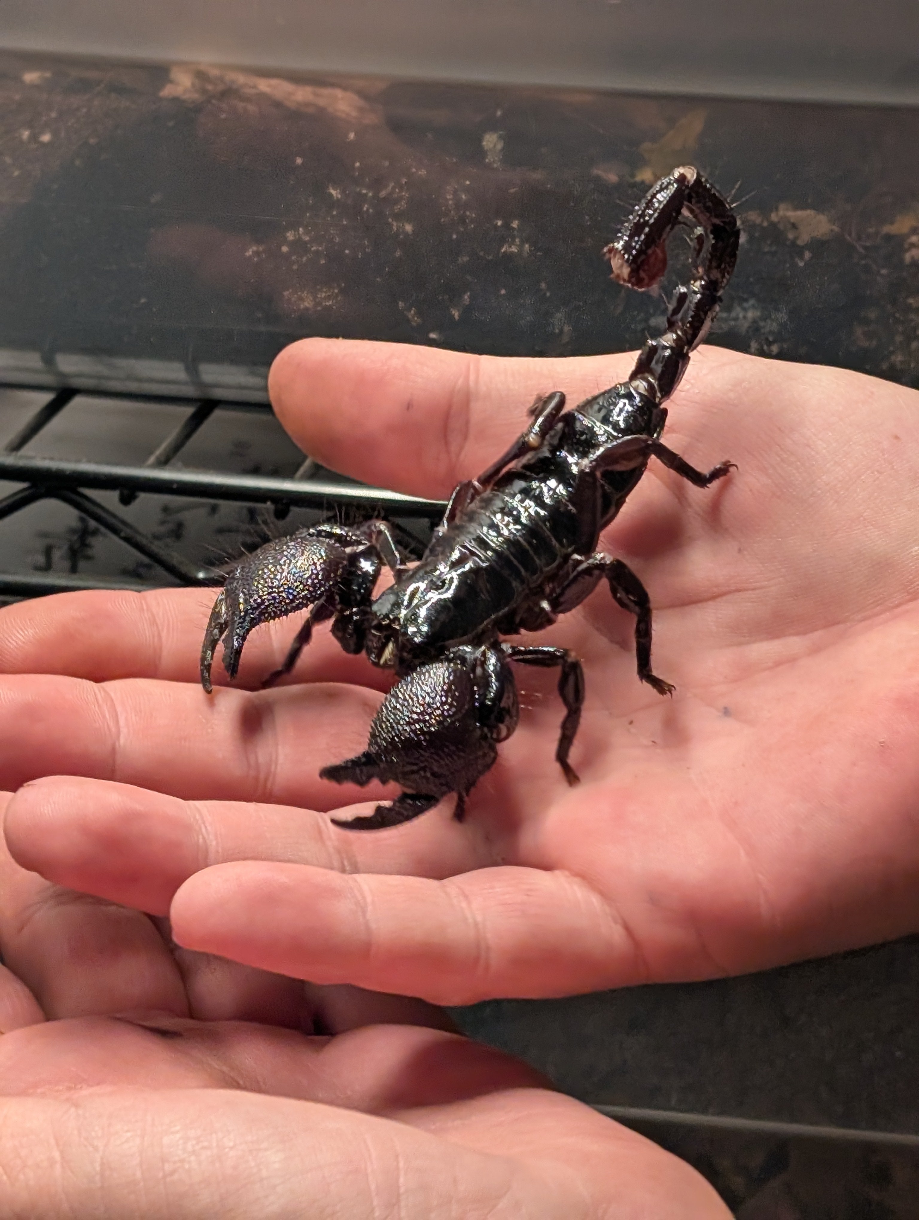 Emperor Scorpion for Sale - Pandinus imperator | Perfect Beginner