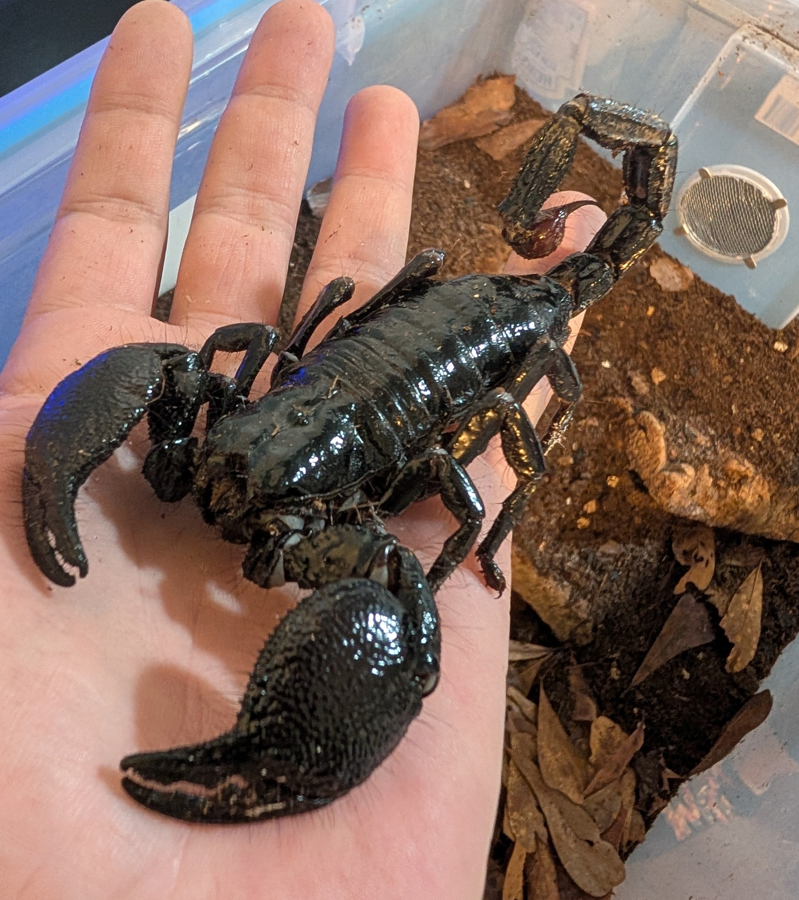 Pandinus imperator – Emperor Scorpion | Perfect Beginner Species | Live Arrival Guarantee