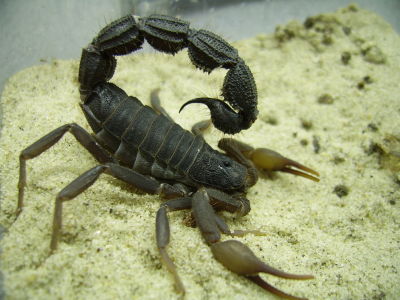 Parabuthus transvaalicus – South African Thick Tail Scorpion | Very Large Black Species | Live Arrival Guarantee