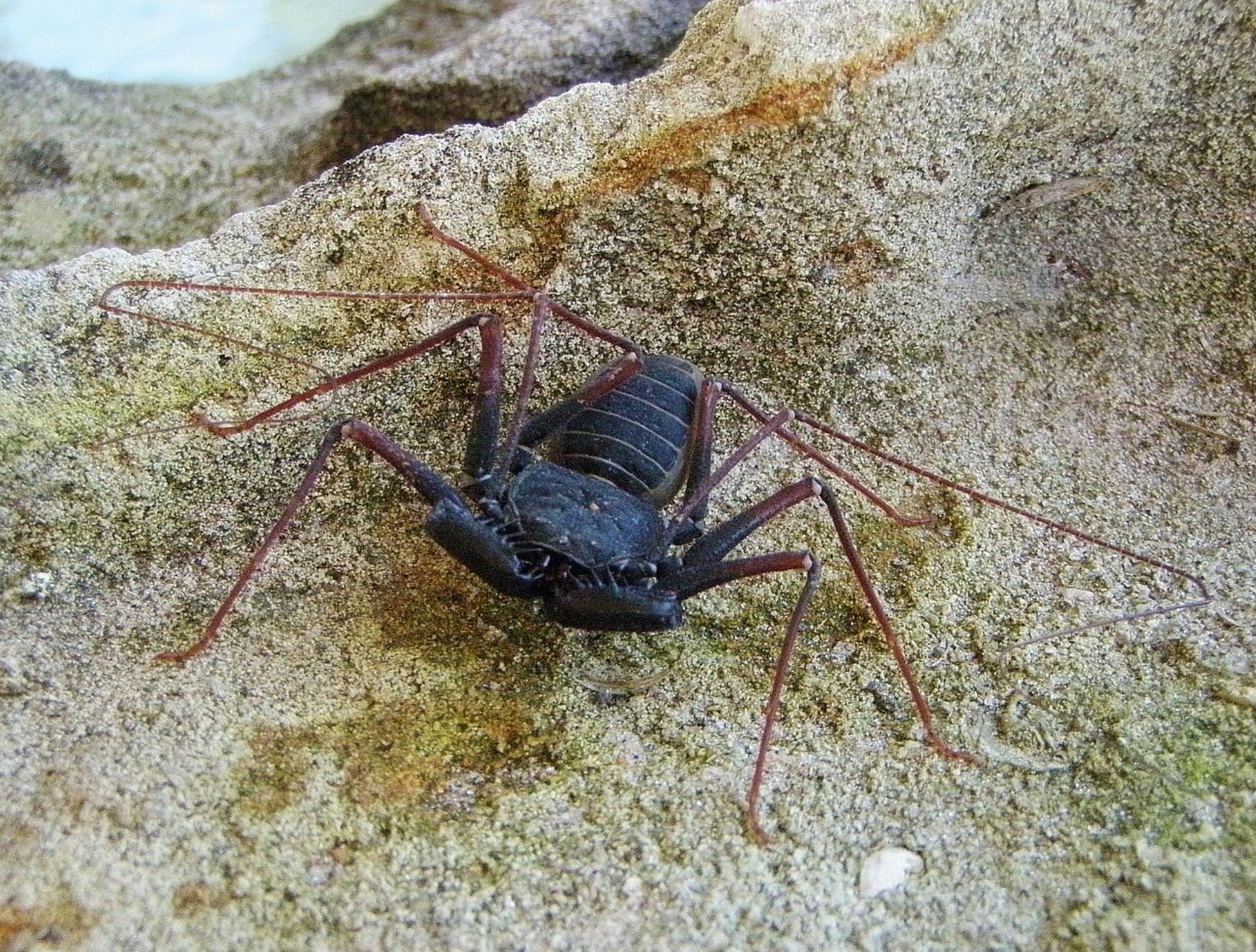 Paraphrynus tokdod – Sonoran Desert Whipspider | Rare Southwestern Species | Live Arrival Guarantee