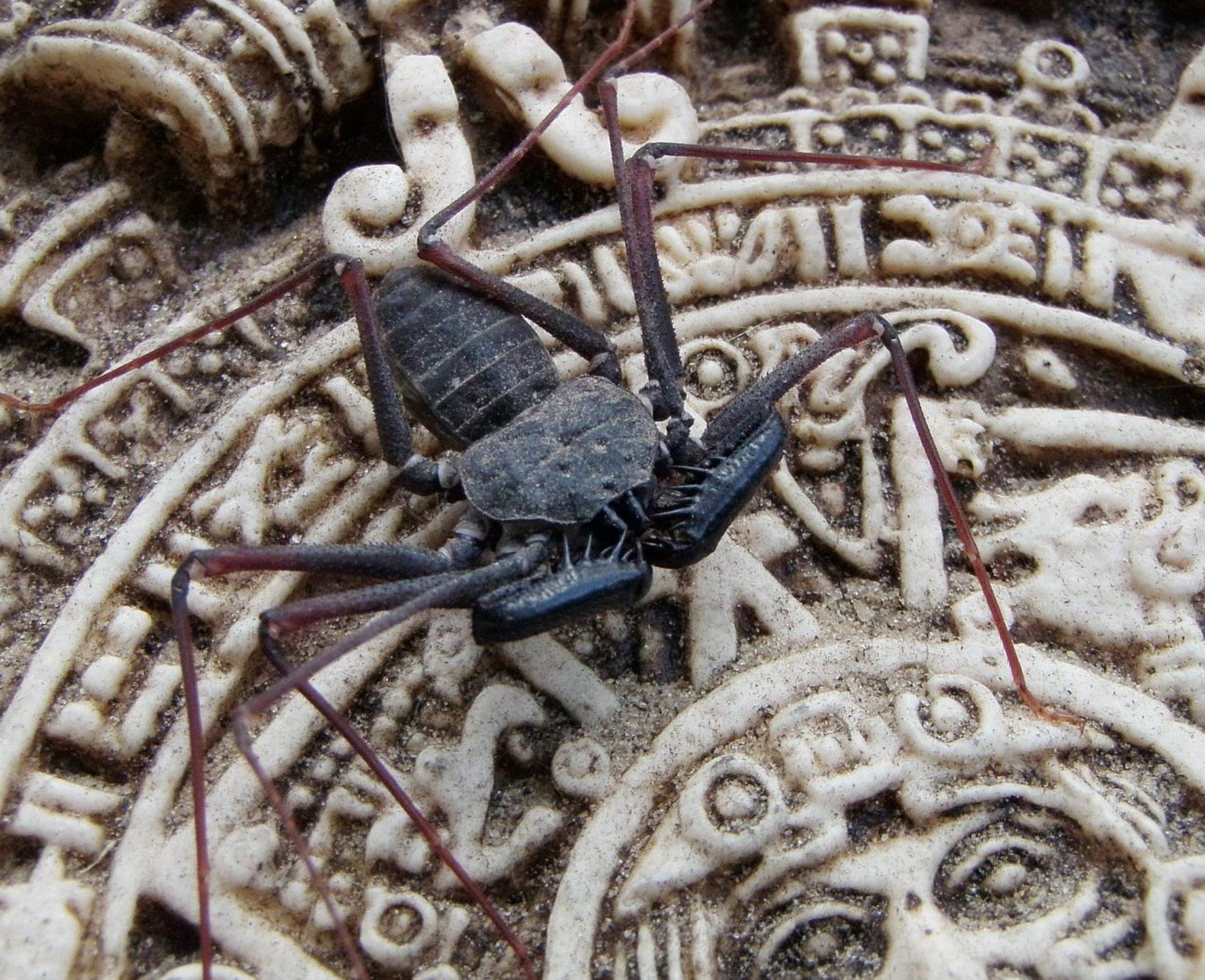 Paraphrynus tokdod – Sonoran Desert Whipspider | Rare Southwestern Species | Live Arrival Guarantee