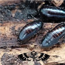 Paraplecta minutissima – Little Kenyan Roach | Excellent Feeder for Slings & Mantis | Live Arrival Guarantee