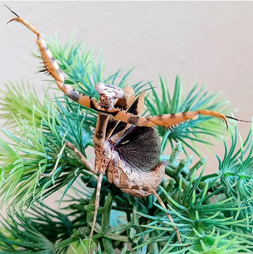 Parasphendale agrionina - African Budwing Mantis for Sale | Live Arrival Guarantee