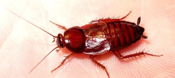 Paratemnopteryx couliana – Red Goblin Roach | Excellent Feeder | Live Arrival Guarantee