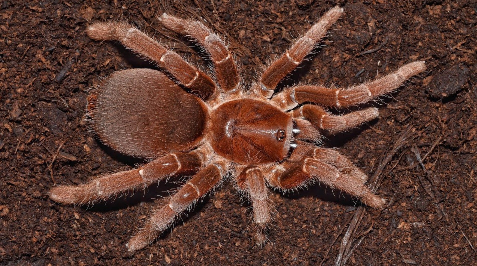 Pelinobius muticus – King Baboon Tarantula | Massive African Species | Live Arrival Guarantee