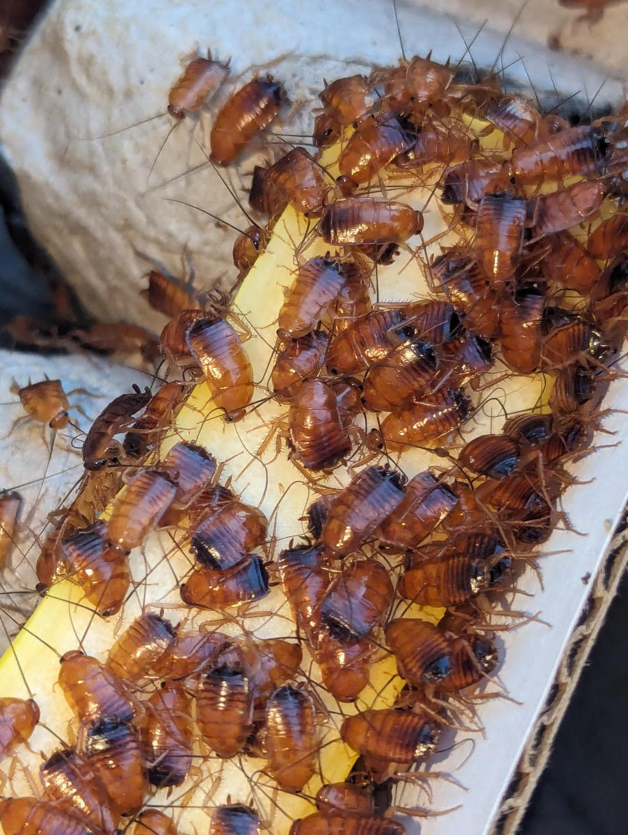 Bulk Red Runners - 1000 Count | Non-Climbing Feeder | Live Arrival Guarantee