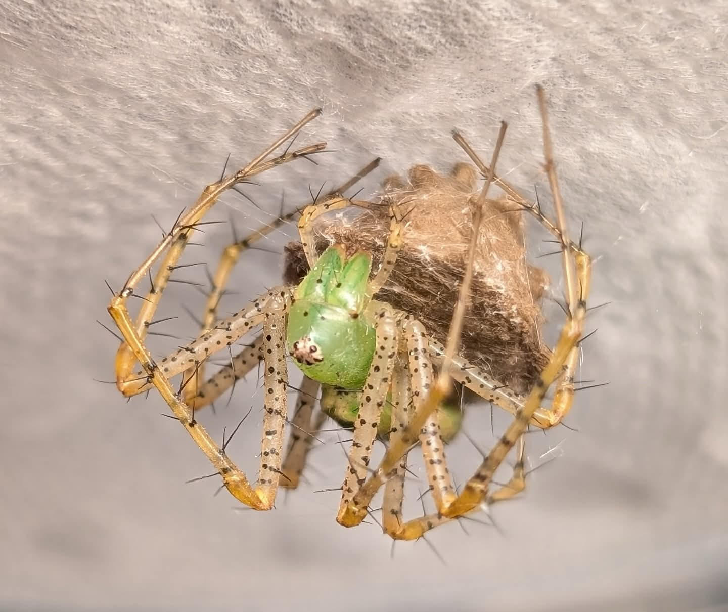 Peucetia viridans – Green Lynx Spider | Stunning North American Species | Live Arrival Guarantee