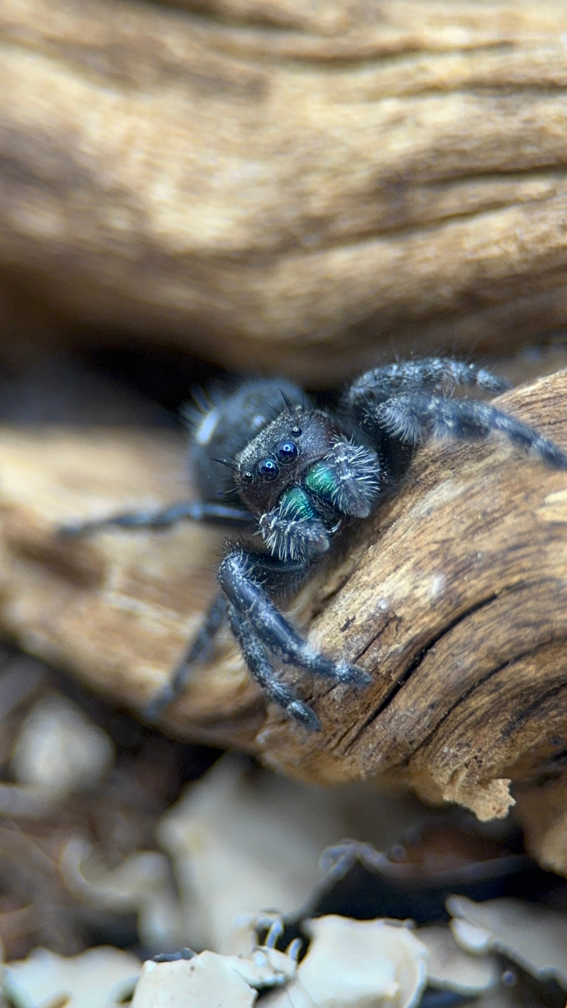 Phidippus audax – Bold Jumping Spider | Charismatic Pet Spider | Live Arrival Guarantee