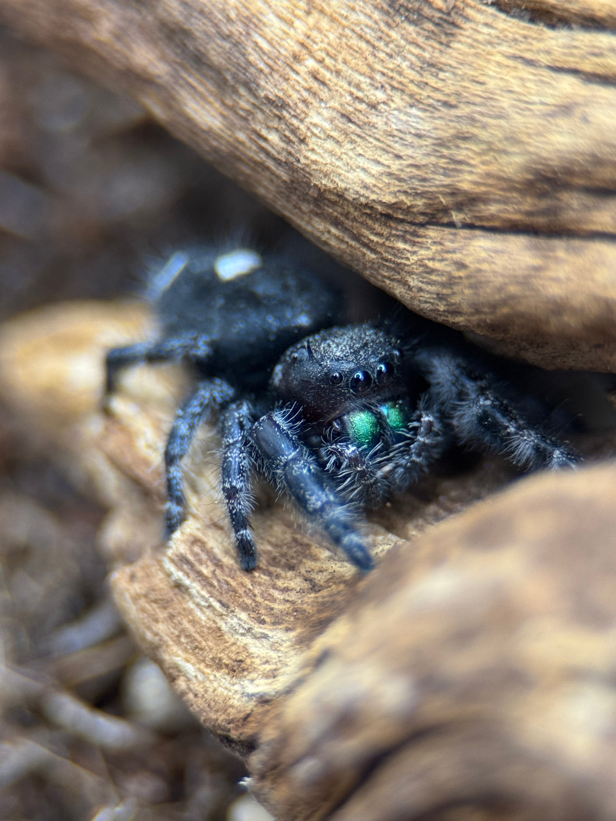 Bold Jumping Spider for Sale - Phidippus audax | Charismatic Pet Spider