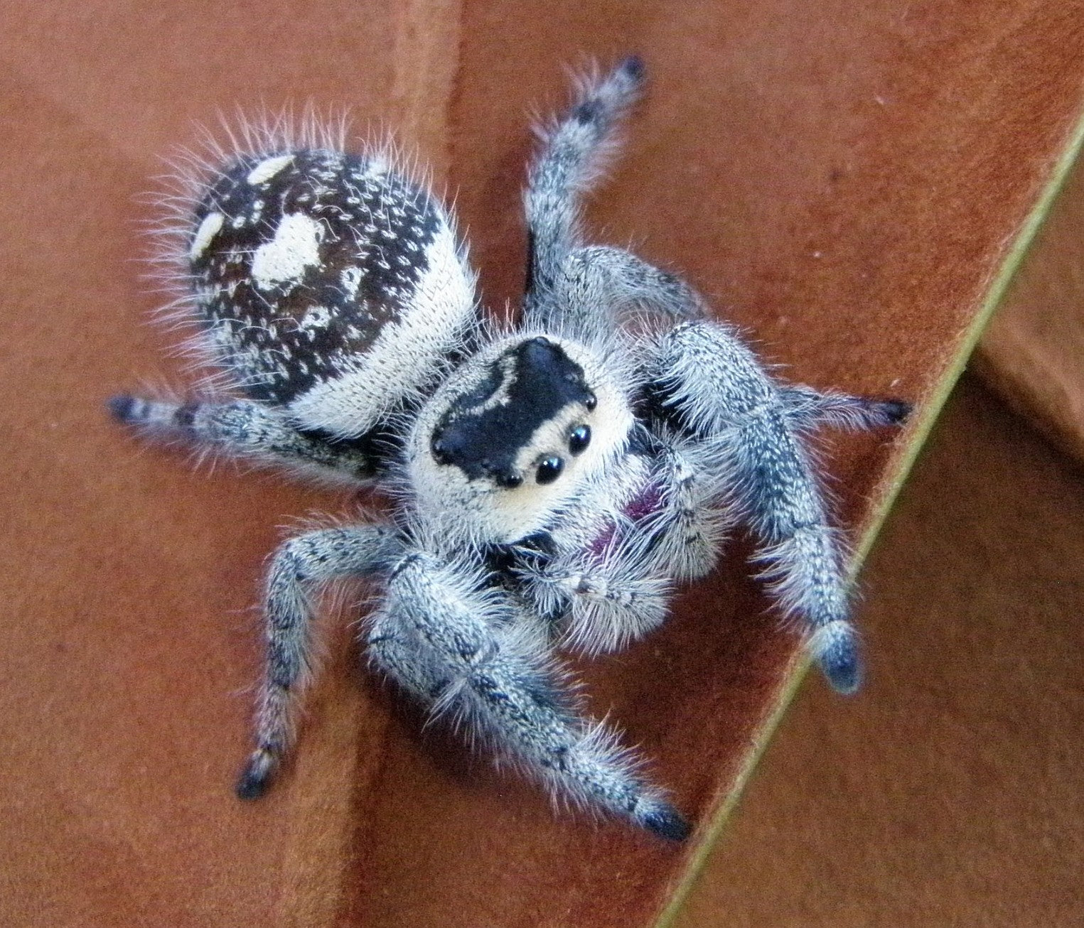 Regal Jumping Spider For Sale Phidippus Regius Regal Jumping Spider For Sale Phidippus Regius