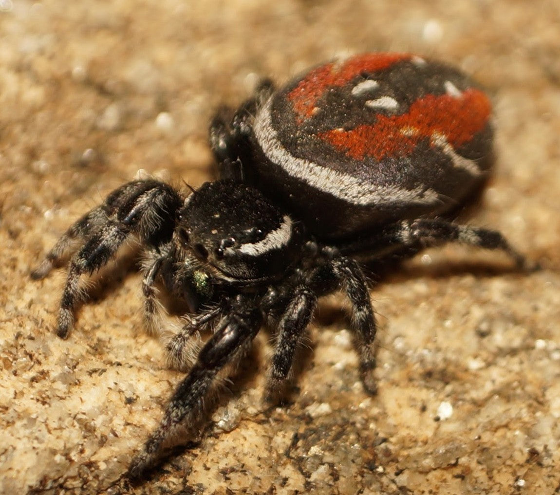 Phidippus carneus – Red Backed Jumping Spider | Striking Red & Black Coloration | Live Arrival Guarantee
