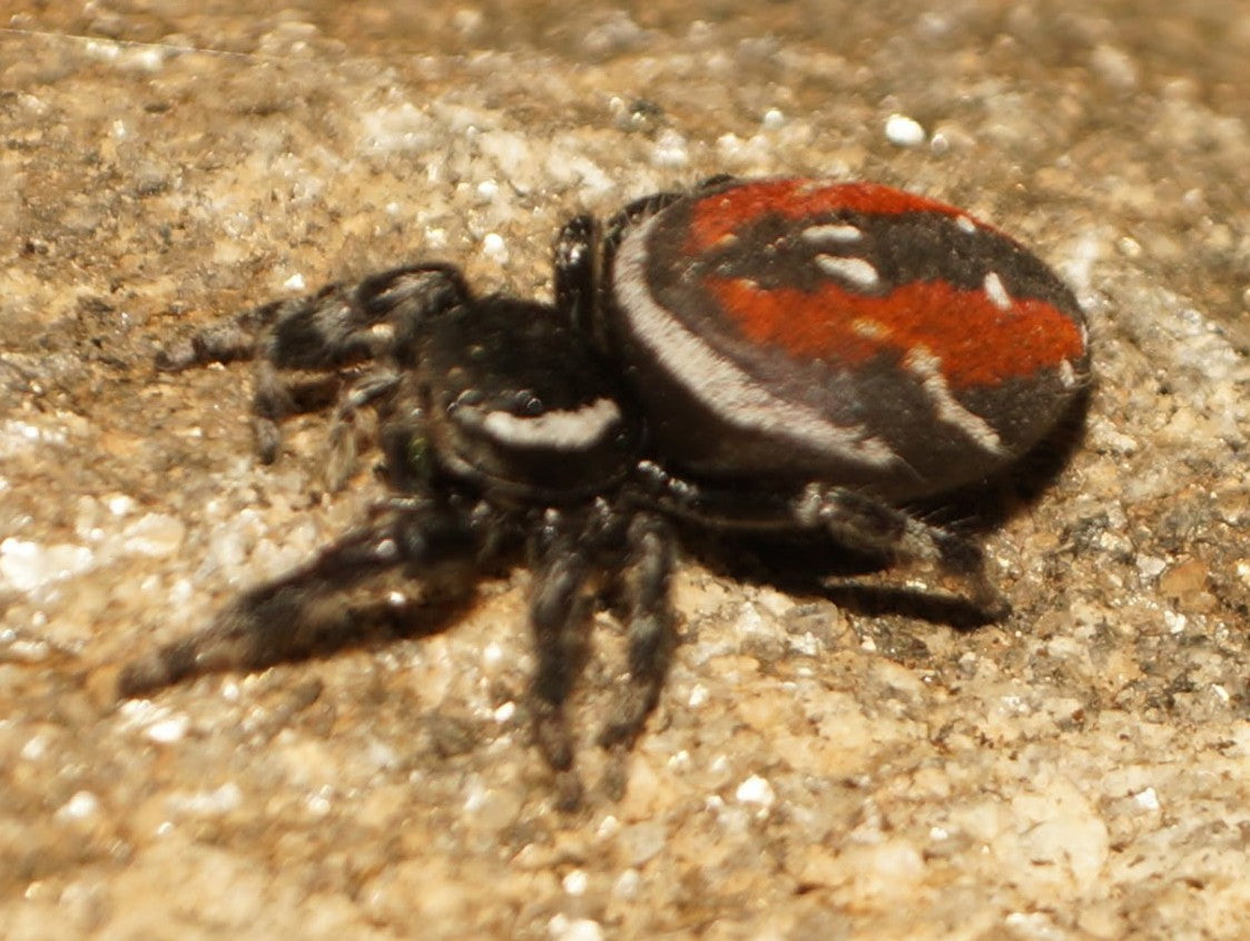 Phidippus carneus – Red Backed Jumping Spider | Striking Red & Black Coloration | Live Arrival Guarantee