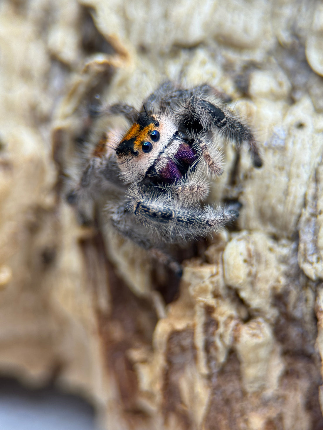 Surprising Live Jumping Spiders For Sale Pictures