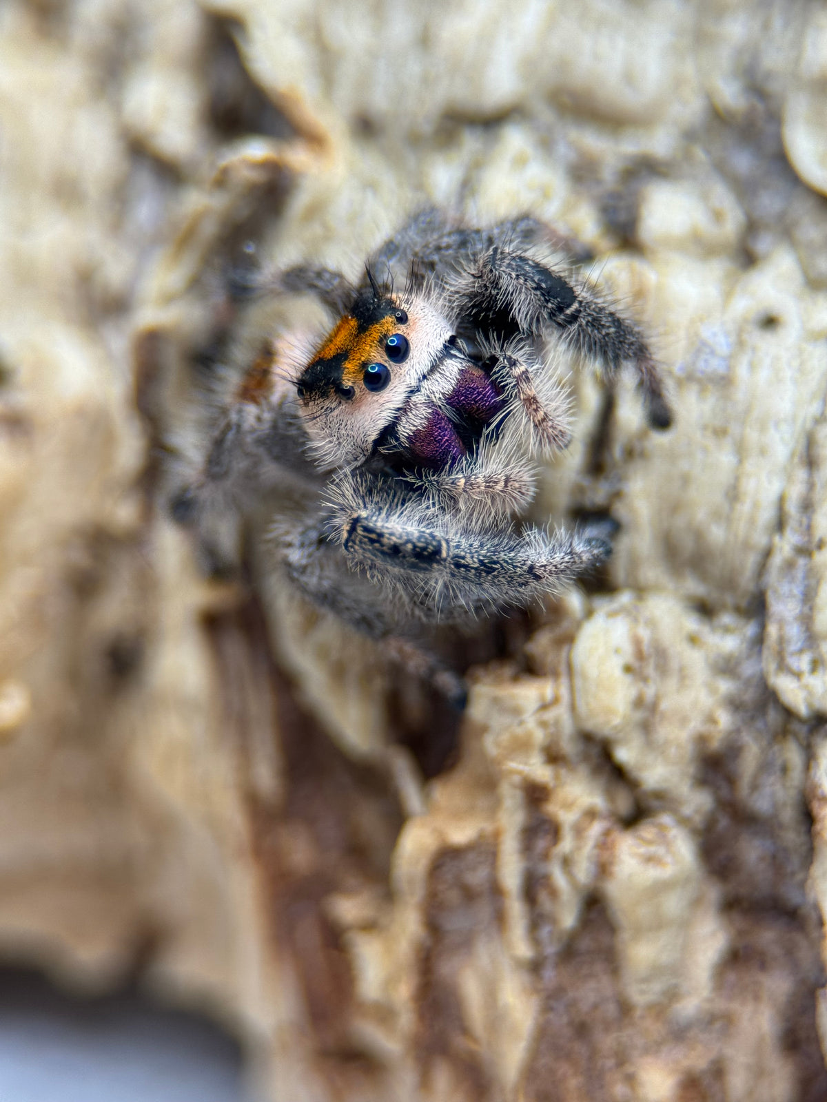 Regal Jumping Spider for Sale - Phidippus regius
