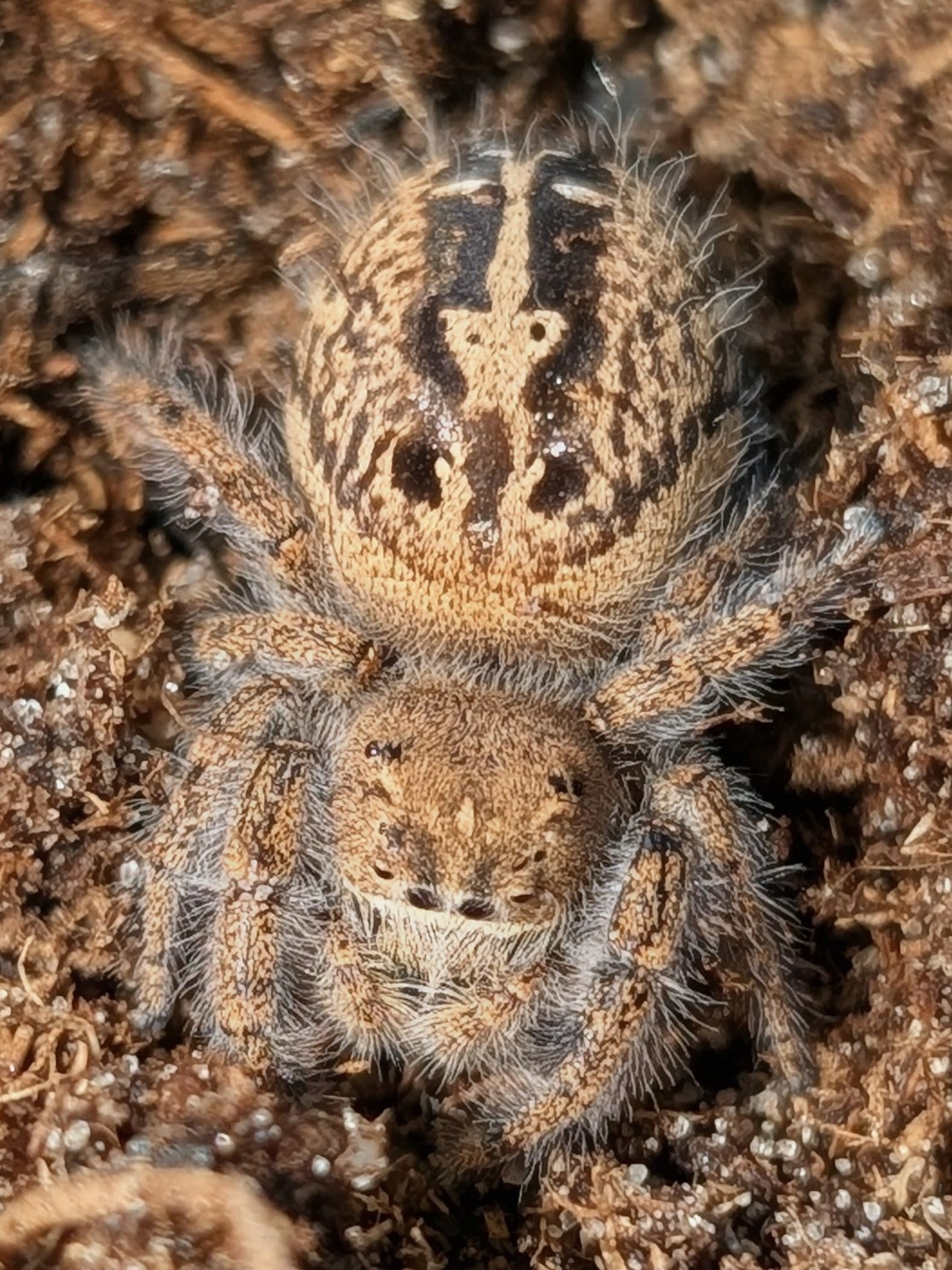 Phidippus texanus – Texan Jumping Spider | Charming North American Species | Live Arrival Guarantee