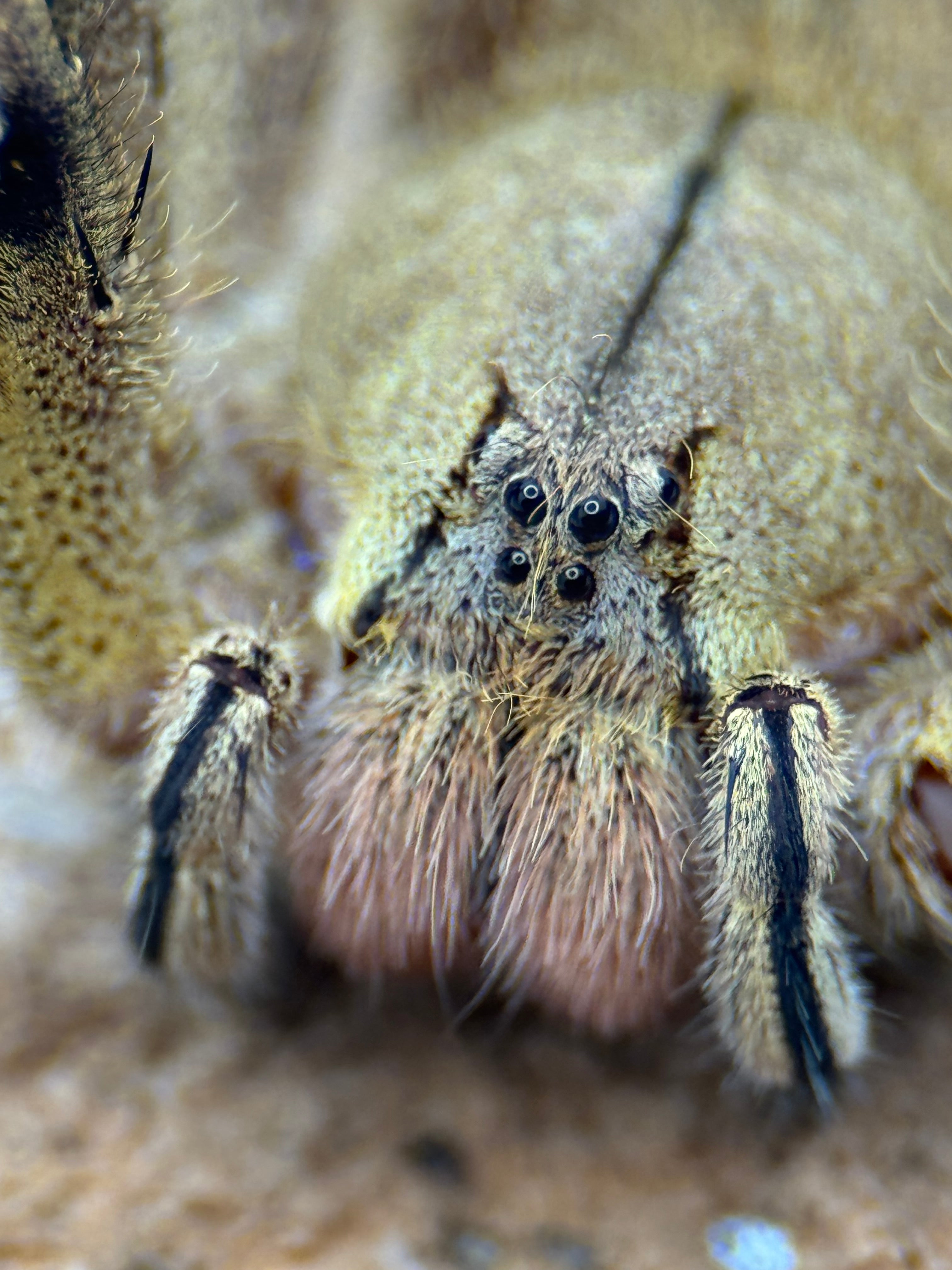 Phoneutria depilata – Panama Wandering Spider | Medically Significant Venom | Live Arrival Guarantee