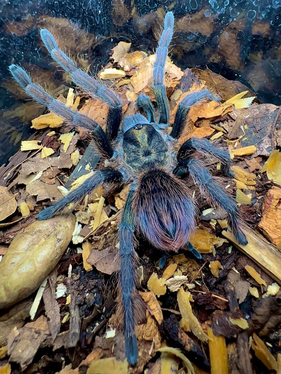 Midnight Nebula Birdeater Tarantula for Sale - Phormictopus sp