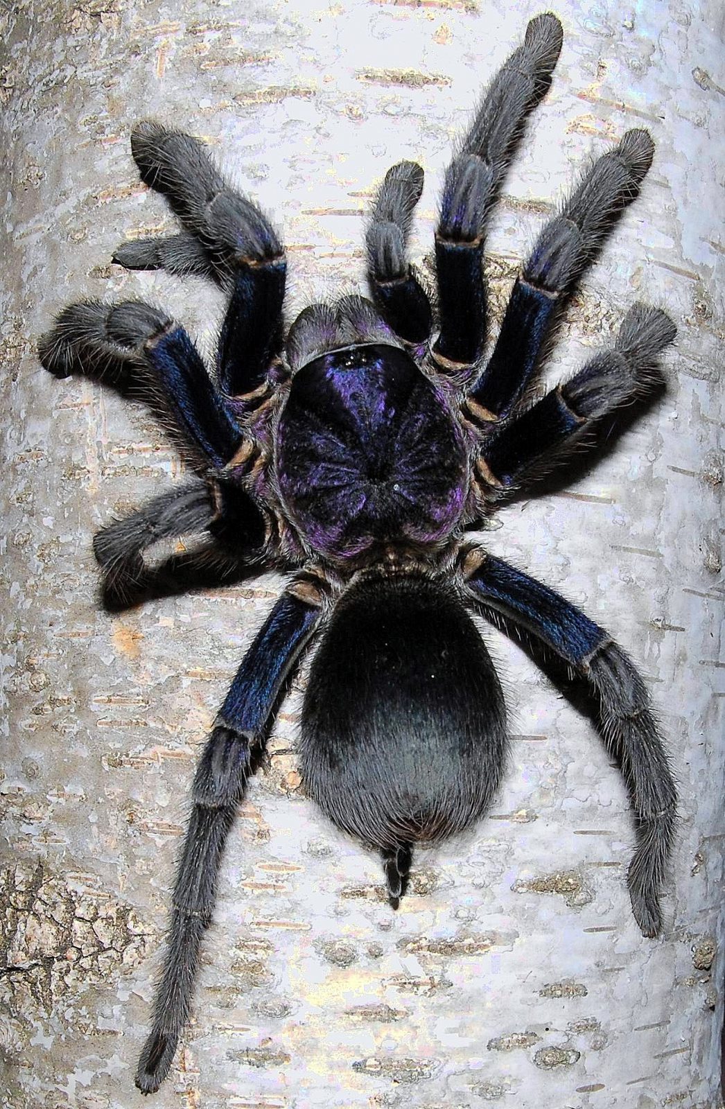 Phormictopus sp. "Dominican Purple" – Dominican Purple Birdeater Tarantula | Stunning Caribbean Species | Live Arrival Guarantee