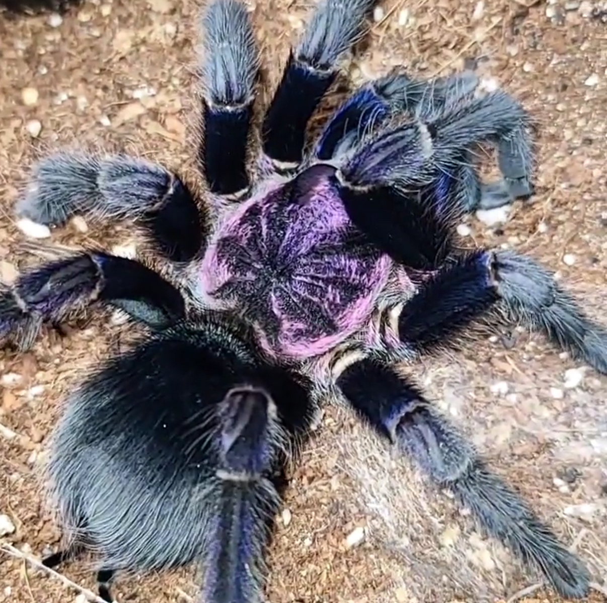 Phormictopus sp. "Dominican Purple" – Dominican Purple Birdeater Tarantula | Stunning Caribbean Species | Live Arrival Guarantee