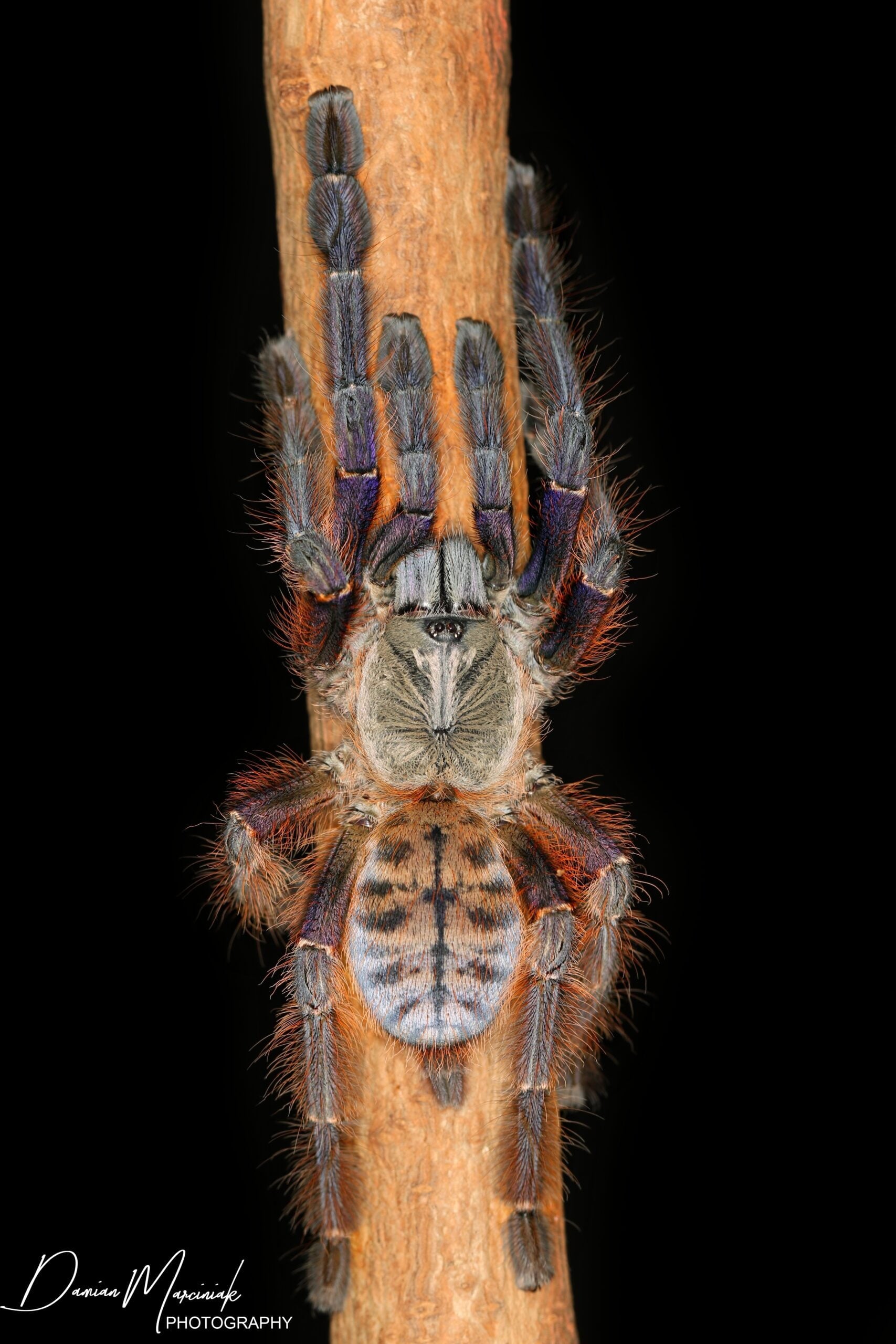 Phormingochilus everetti – Sarawak Red Tiger Tarantula | Stunning Arboreal Species | Live Arrival Guarantee