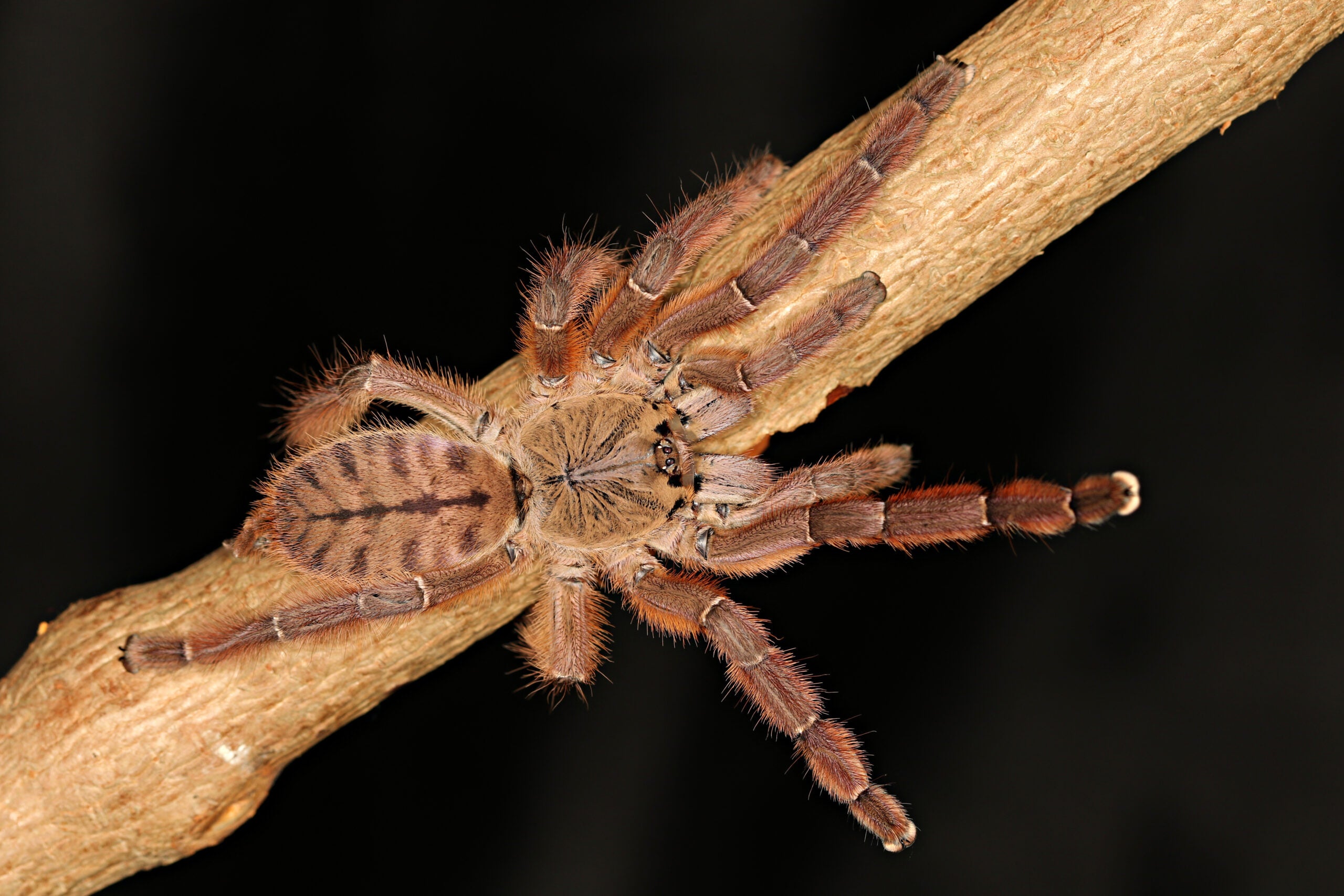 Aspinochilus rufus - Peach Earth Tiger Tarantula for Sale | Live Arrival Guarantee