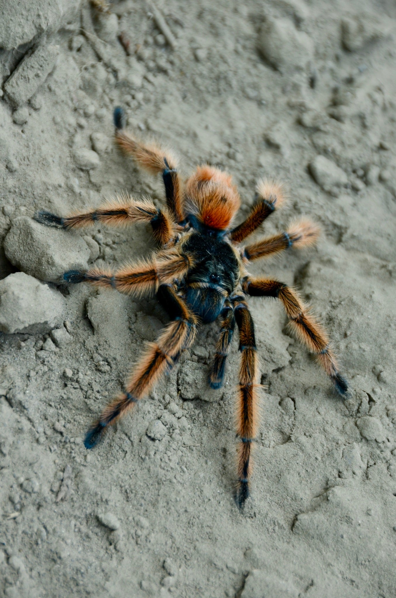 Phrixotrichus vulpinus – Chilean Ocelot Tarantula | Stunning South American Species | Live Arrival Guarantee