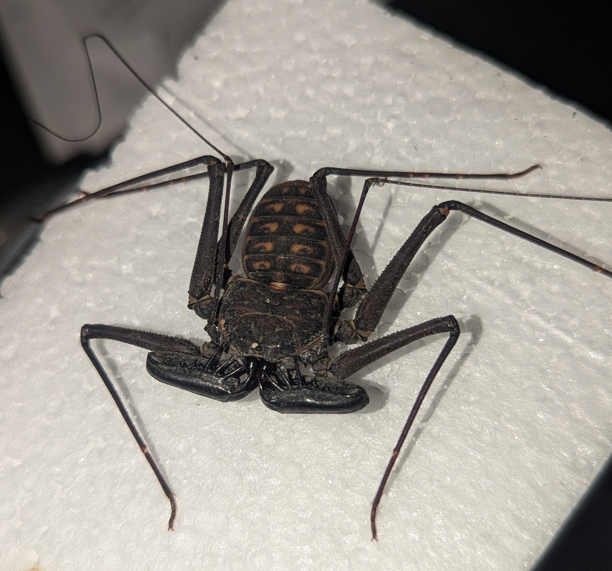 Phrynus whitei - Nicaraguan Red-Eyed Tailless Whipspider for Sale | Live Arrival Guarantee