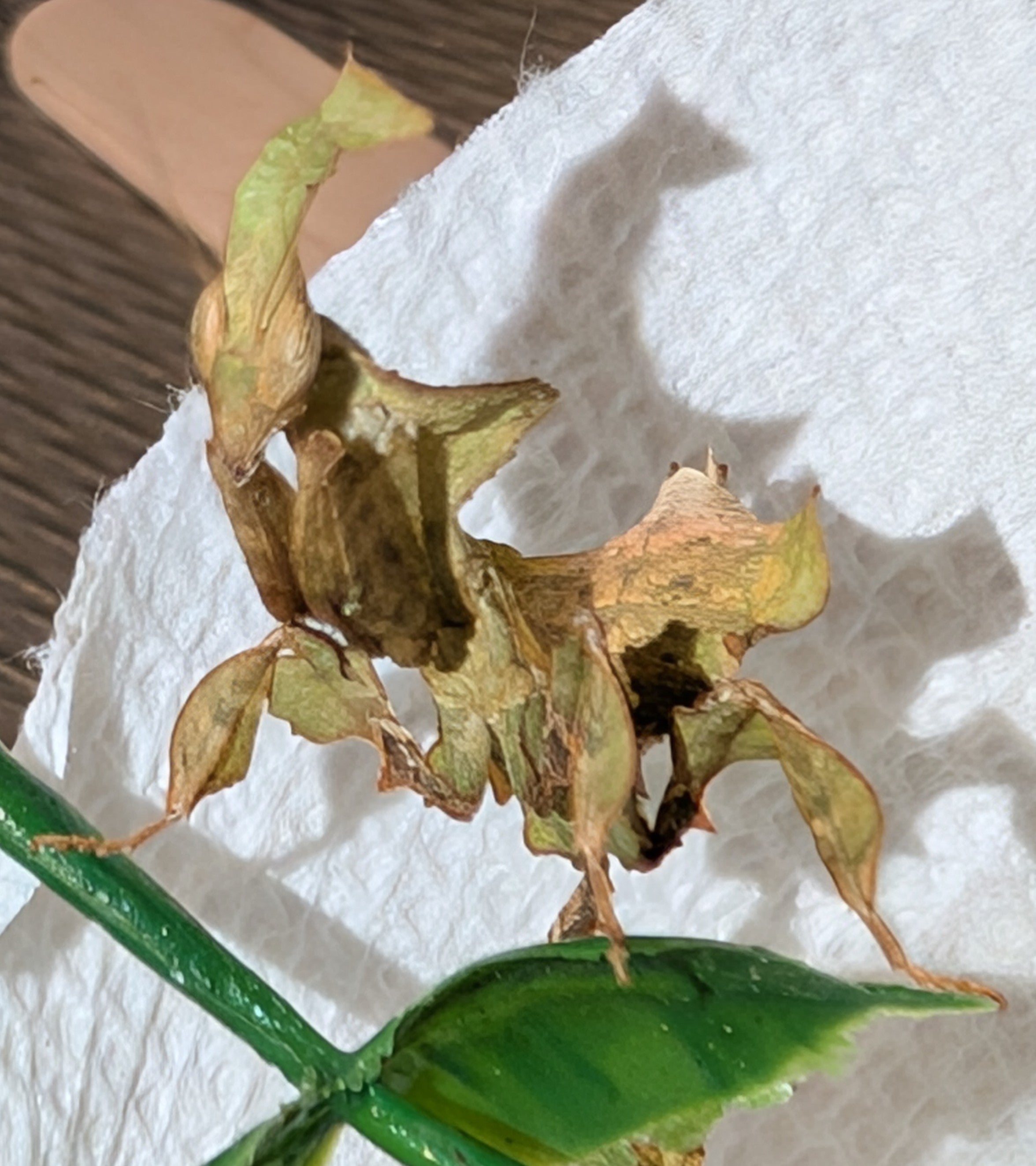 Phyllocrania paradoxa - Ghost Mantis for Sale | Live Arrival Guarantee